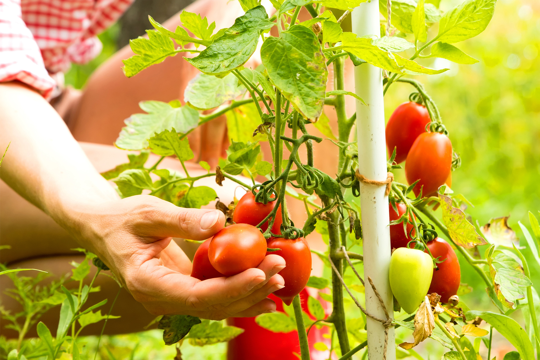 Foto de unas manos de mujer recolectando tomates de una tomatera