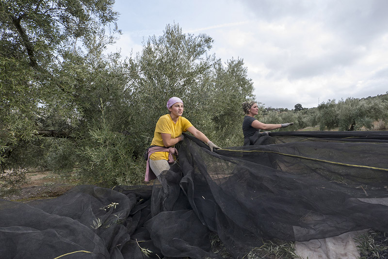 Foto de dos mujeres trabajando en un olivar