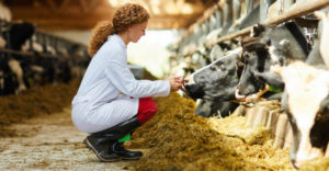 Veterinaria revisando el estado de unas vacas