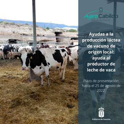 Cartel de AgroCabildo con las Ayudas a la producción láctea de vacuno de origen local en Canarias