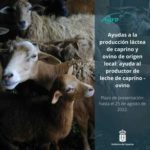 Cartel de AgroCabildo con las Ayudas a la producción láctea de caprino y ovino de origen local en Canarias