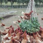 Gallinas en una granja avícola ecológica