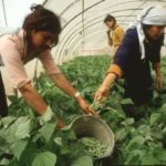 Foto mujeres recolectando en huerta